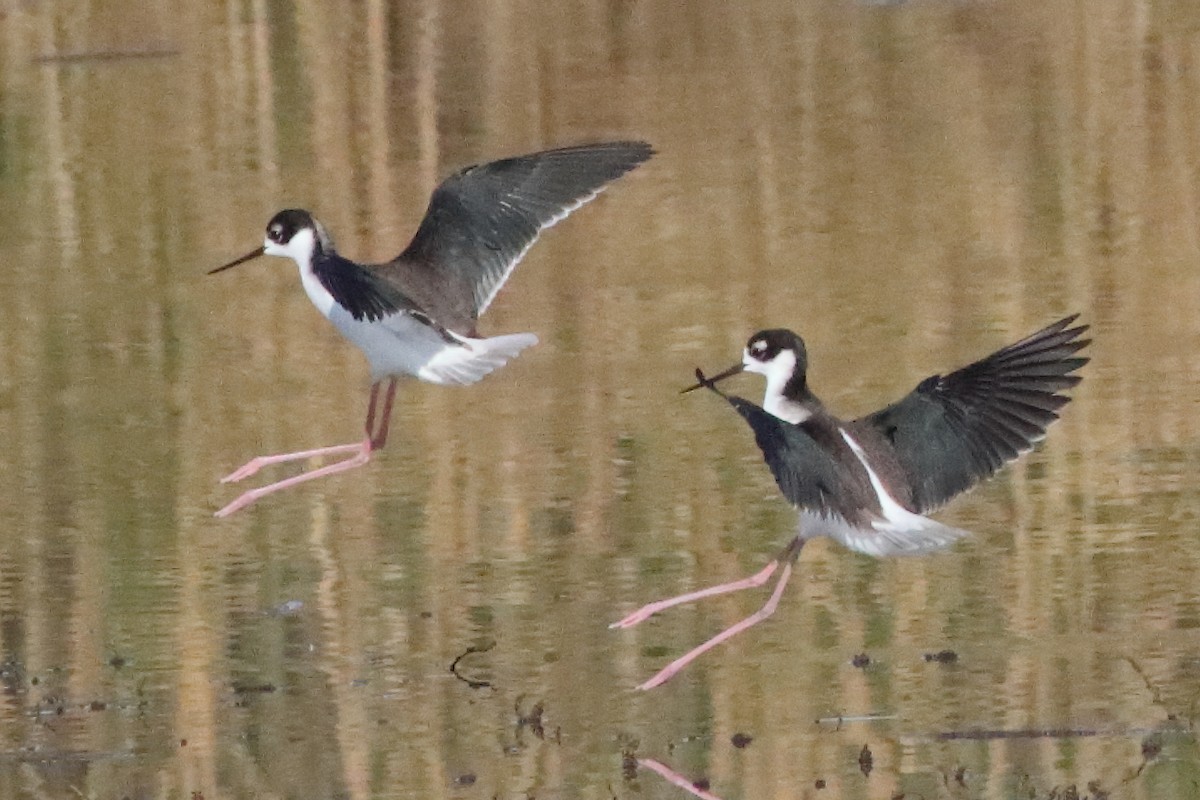 Black-necked Stilt - ML596030281