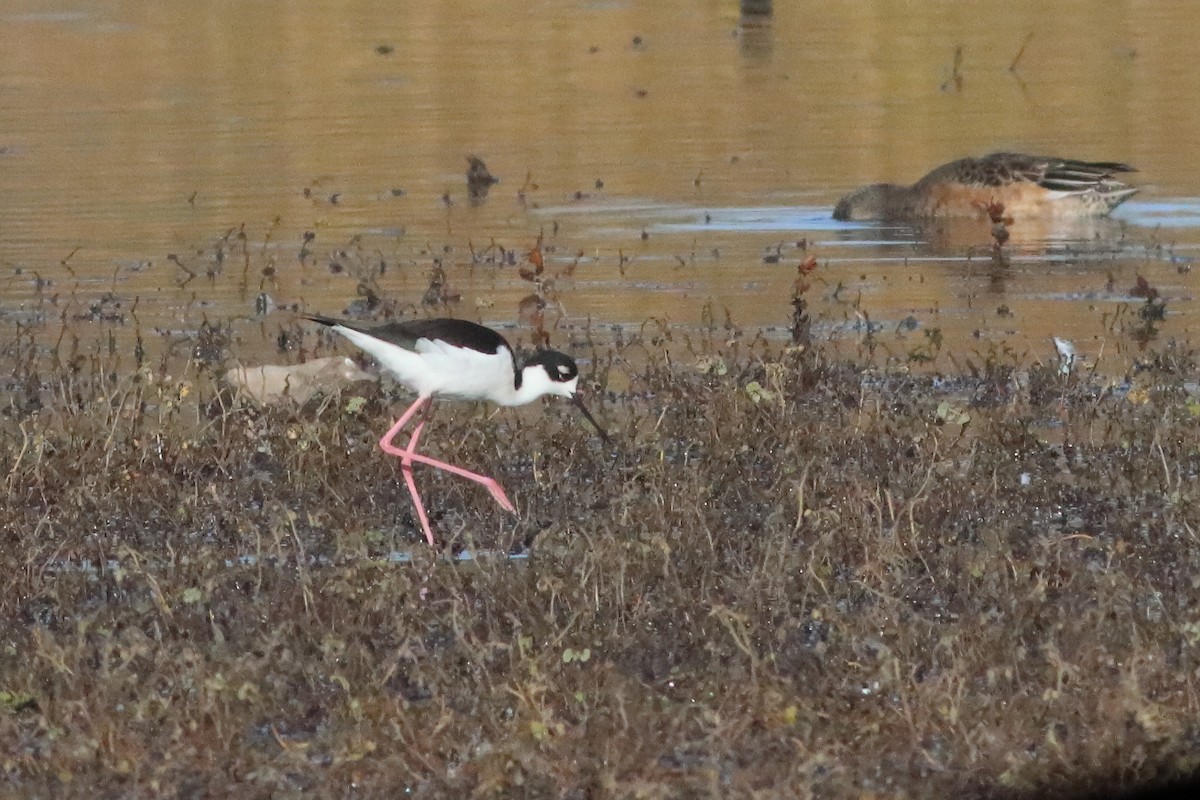 Black-necked Stilt - ML596030311