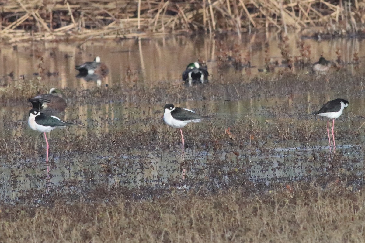 Black-necked Stilt - ML596030341