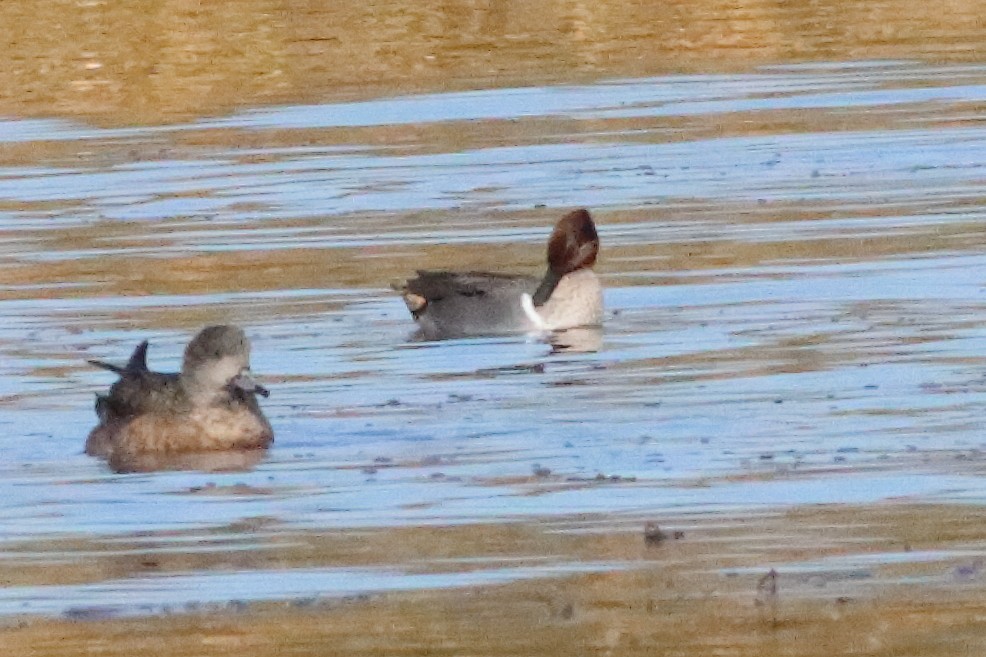 Green-winged Teal - ML596030501