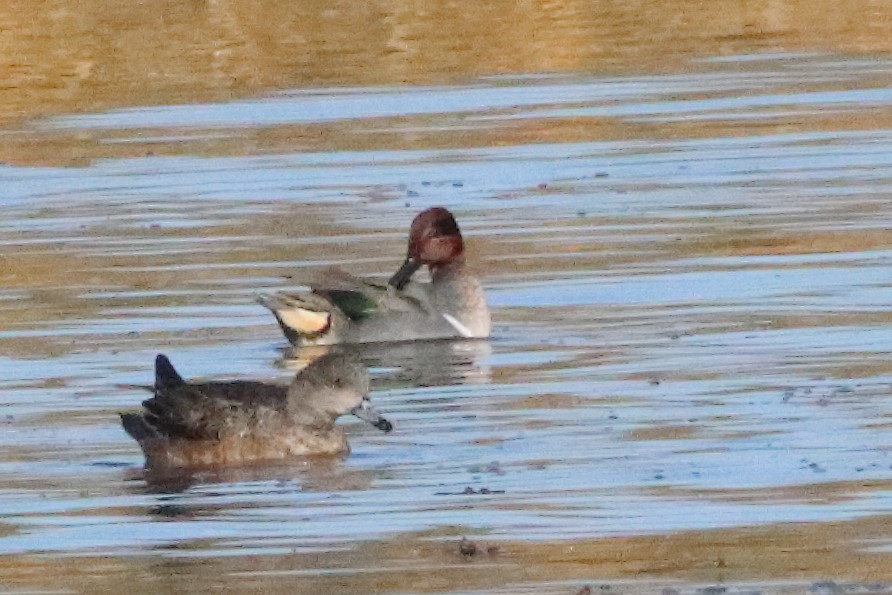 Green-winged Teal - ML596030511