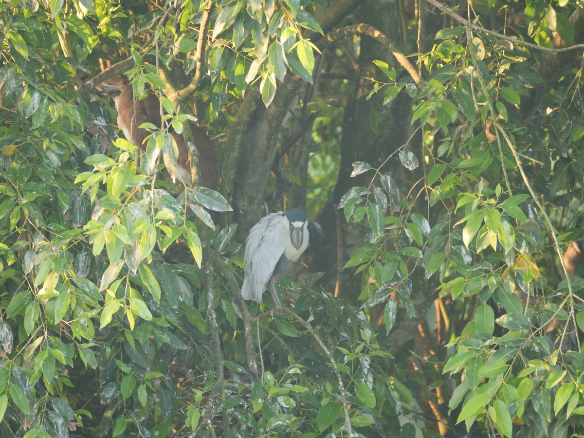 Boat-billed Heron - ML596031301