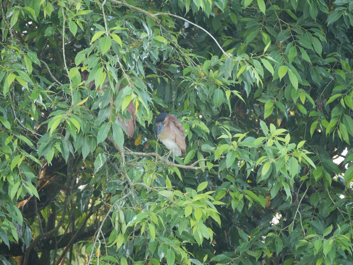 Boat-billed Heron - ML596031381