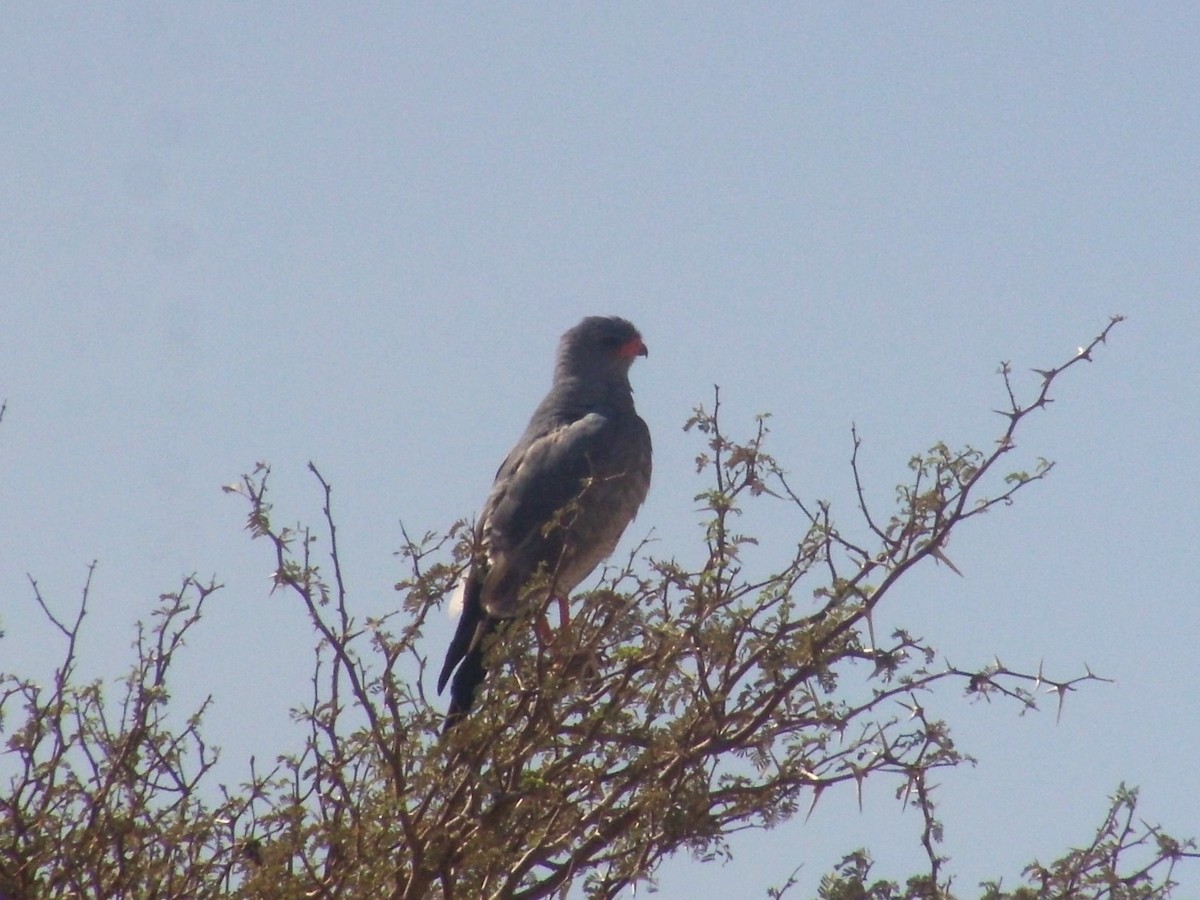 Pale Chanting-Goshawk - Bob Hargis