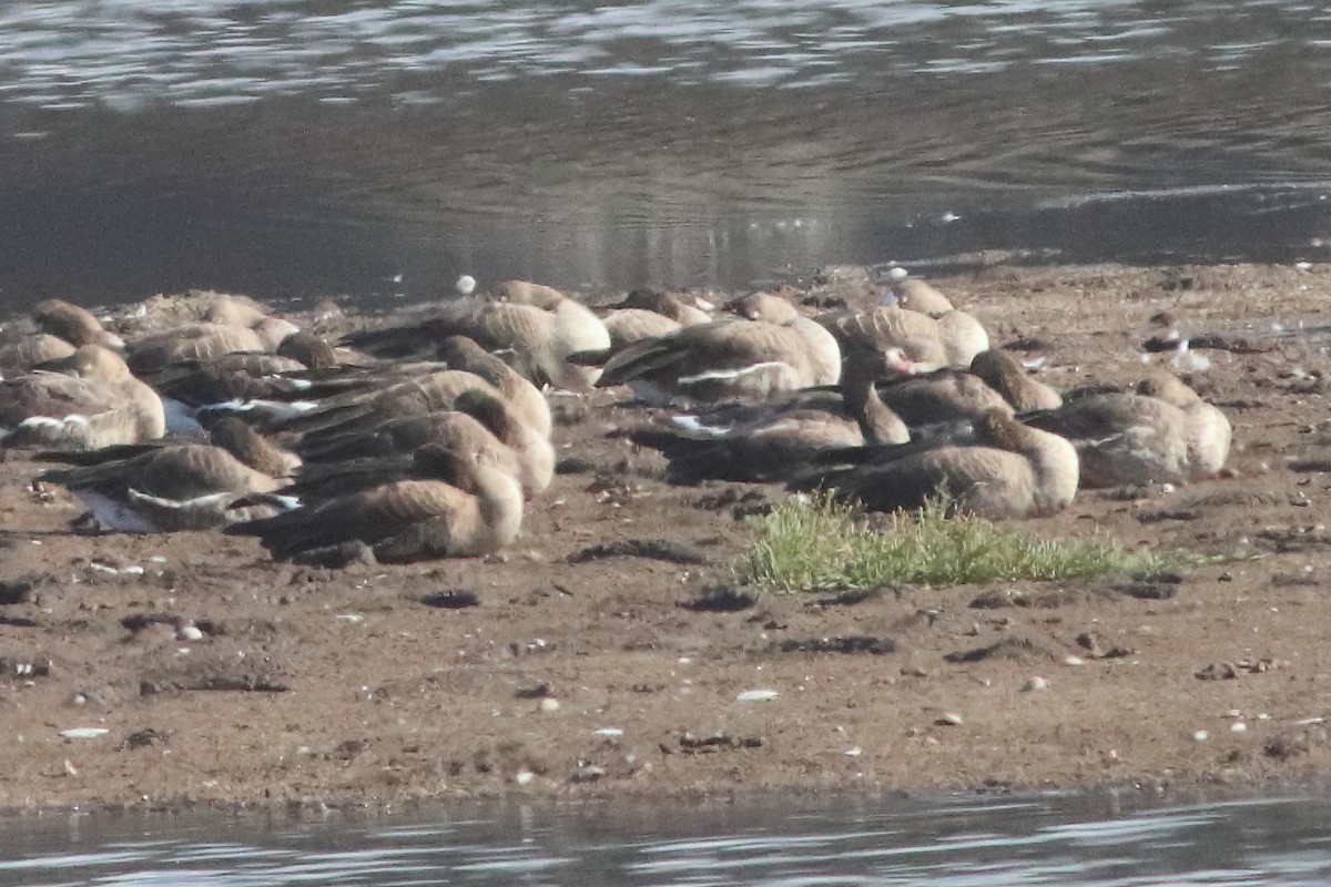 Greater White-fronted Goose - Mark L. Hoffman