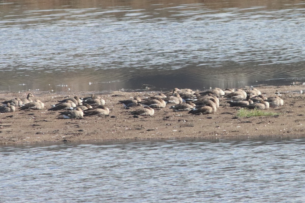 Greater White-fronted Goose - Mark L. Hoffman