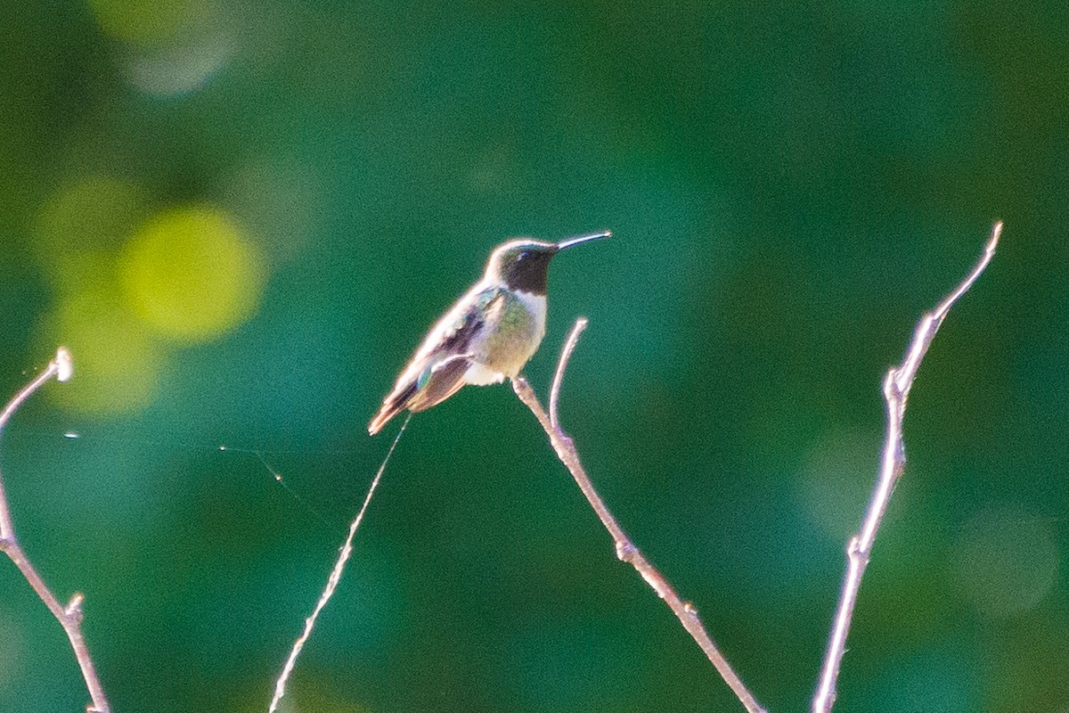 Ruby-throated Hummingbird - ML596032721
