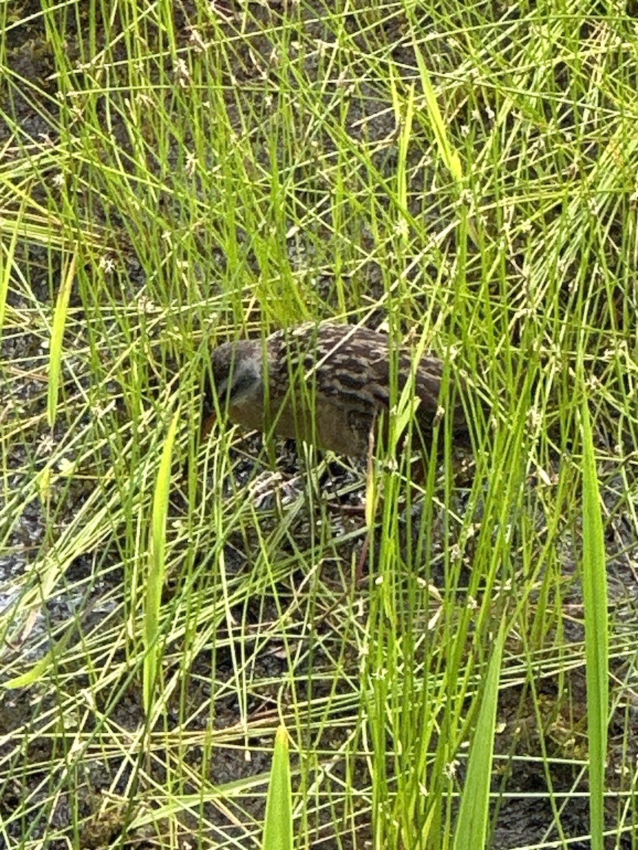 Virginia Rail - Micah Allen