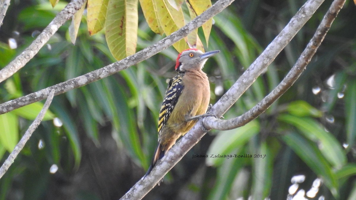 Hispaniolan Woodpecker - Johana Zuluaga-Bonilla