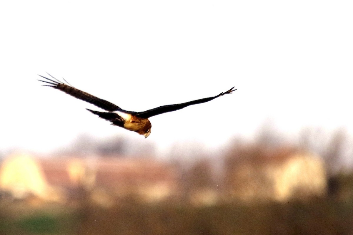 Northern Harrier - ML596034171