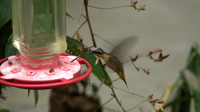 Tawny-bellied Hermit - ML596035281