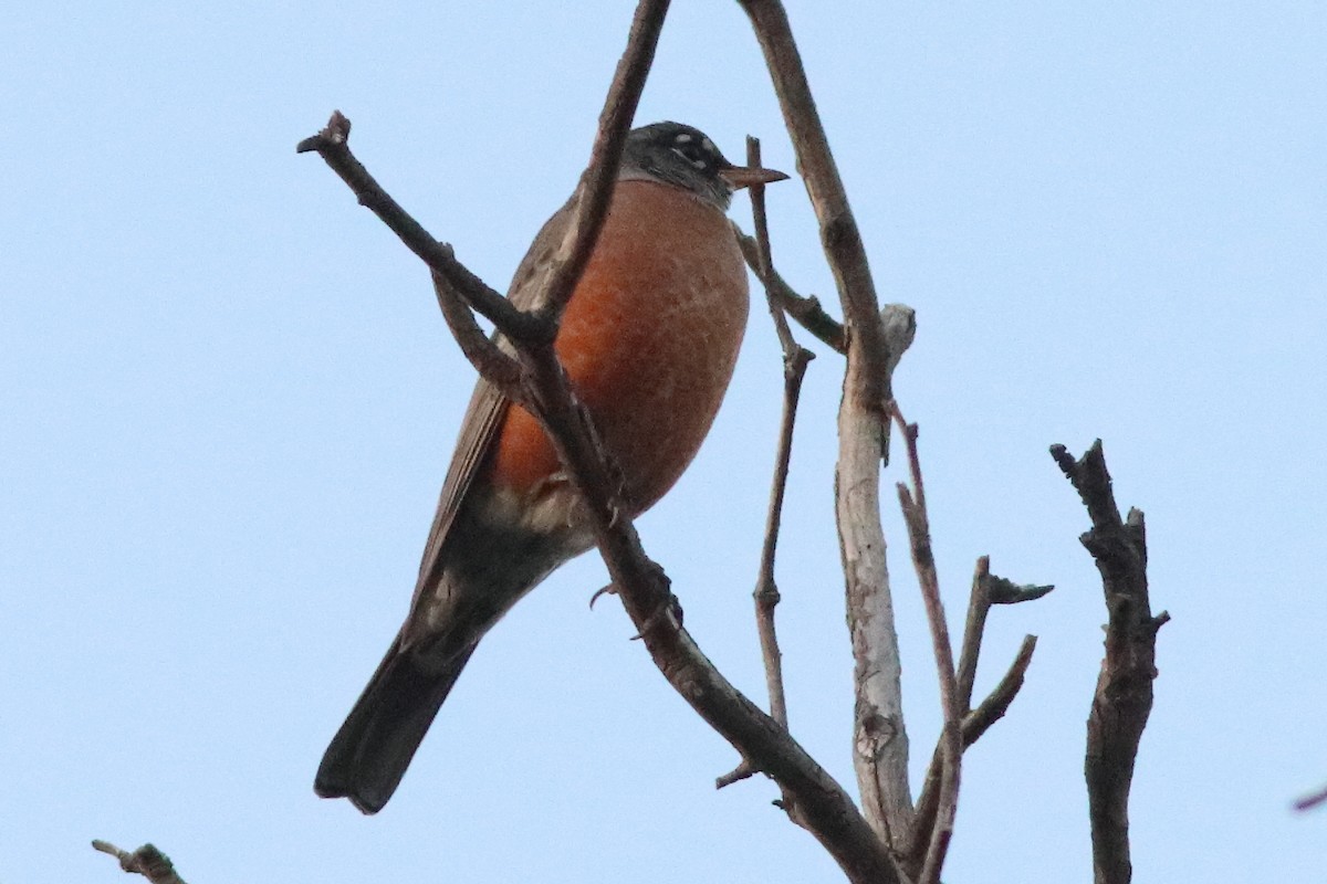 American Robin - ML596035941