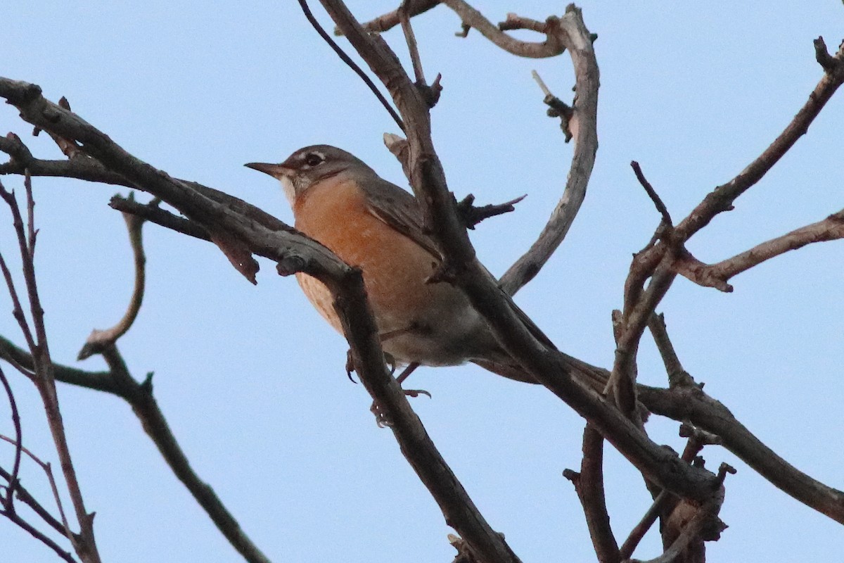 American Robin - ML596035951