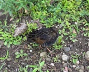 Virginia Rail - ML596036171