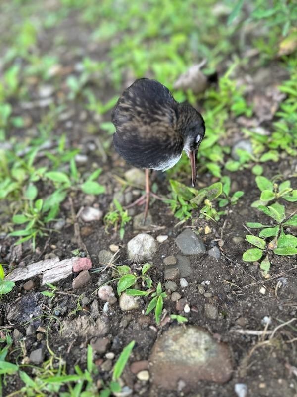 Virginia Rail - ML596036221