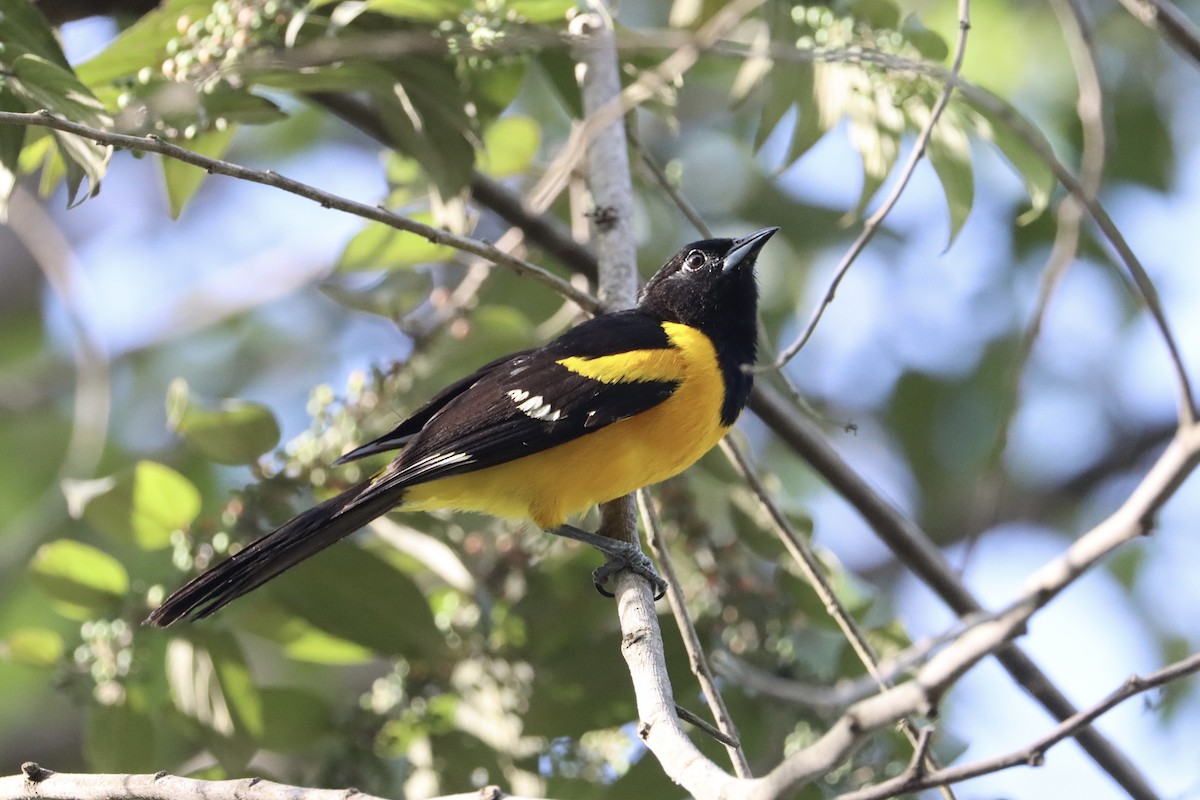 Bar-winged Oriole - ML596036621