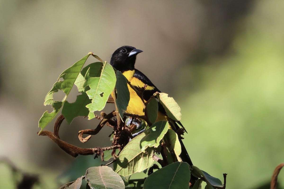 Bar-winged Oriole - ML596037301