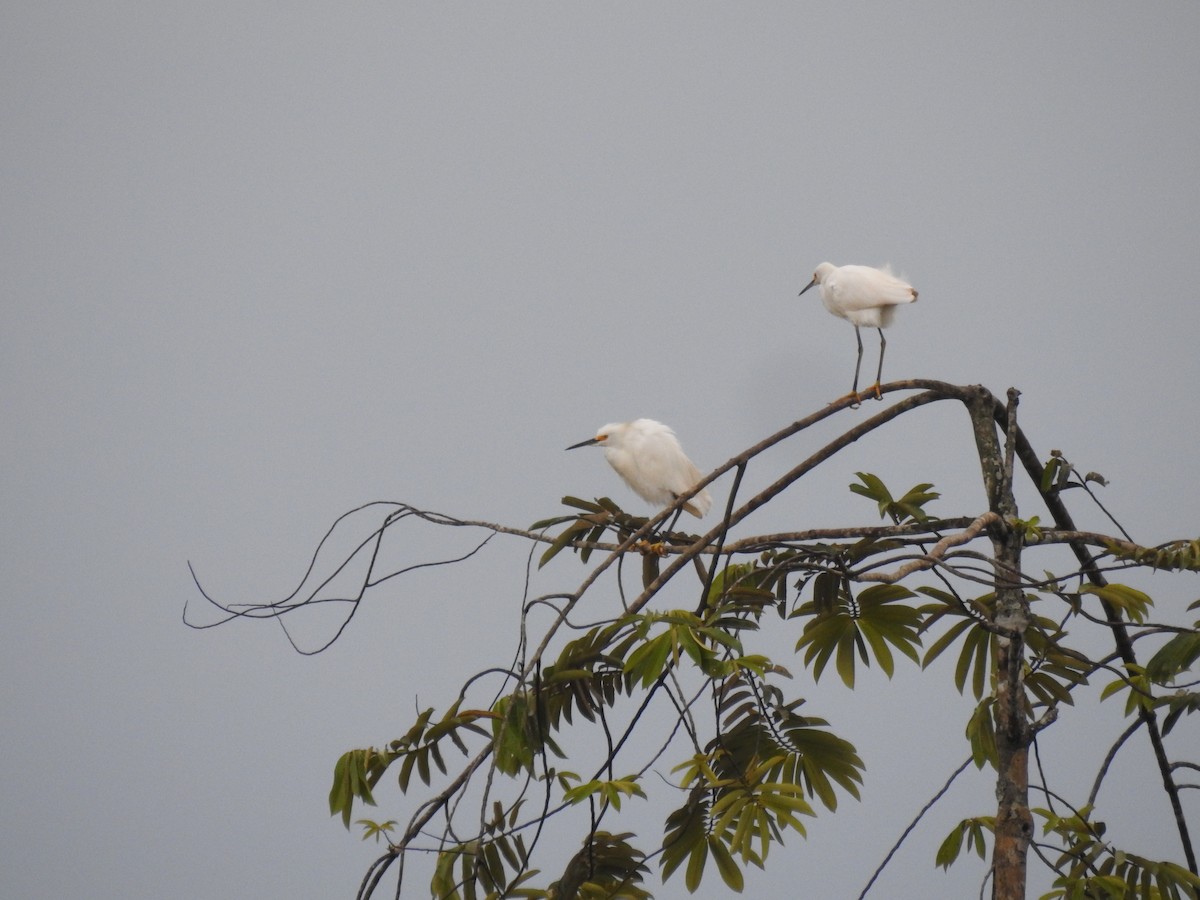 Snowy Egret - ML59603741