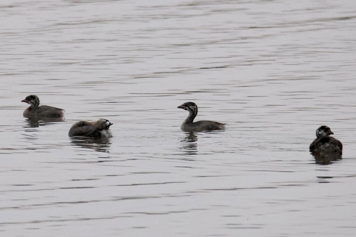 Pied-billed Grebe - Sam Larkin