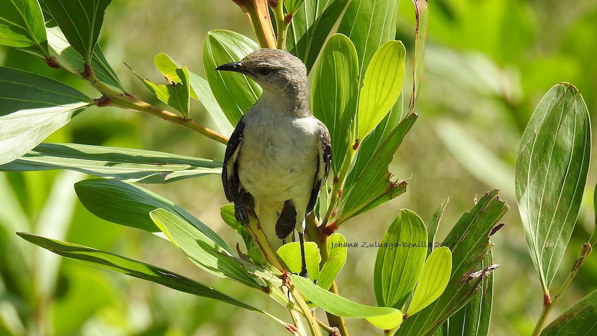 Northern Mockingbird - Johana Zuluaga-Bonilla