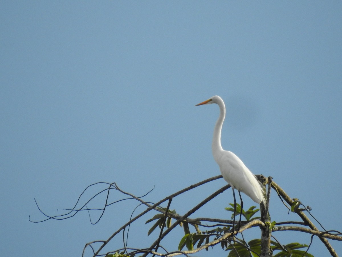 Great Egret - ML59603851