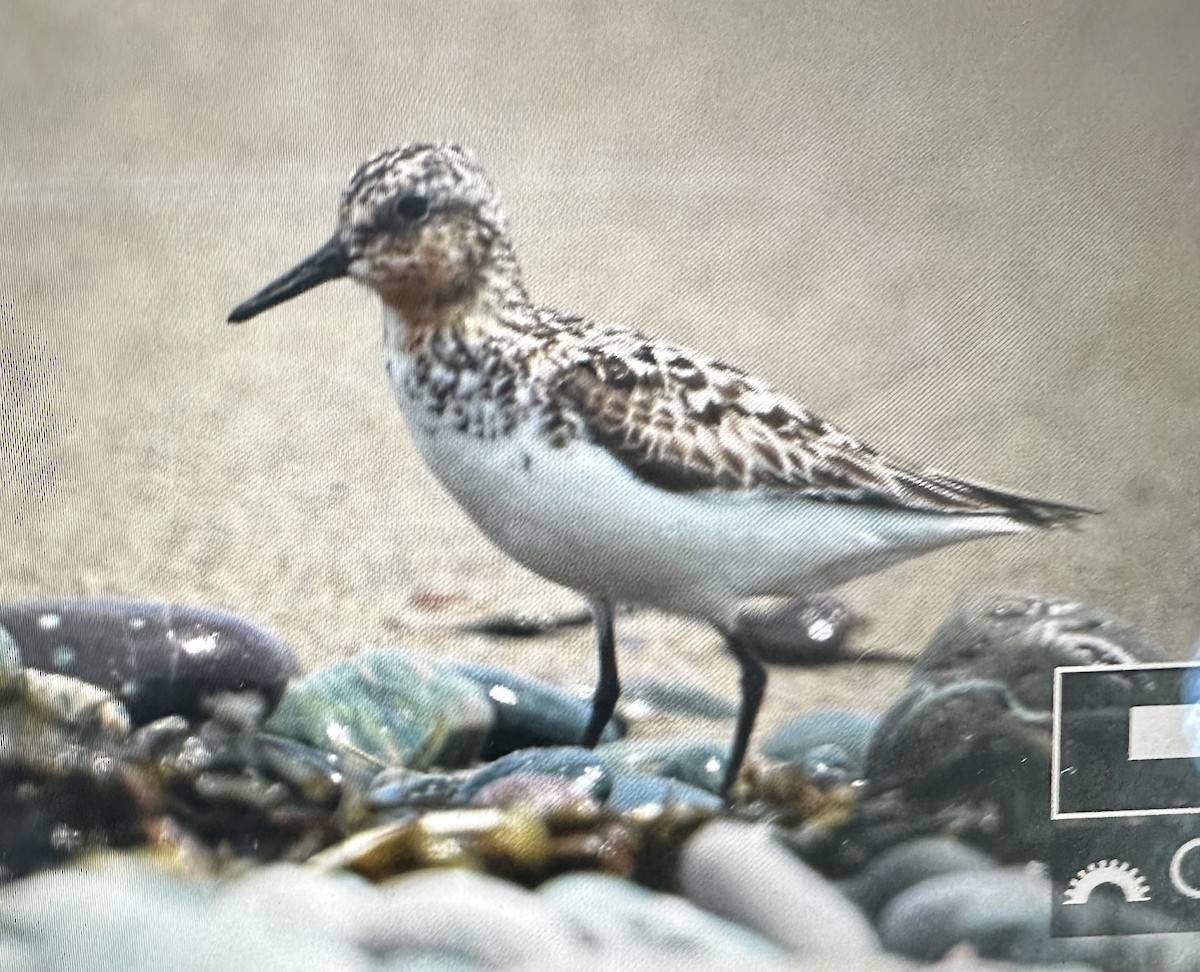 Sanderling - ML596038821