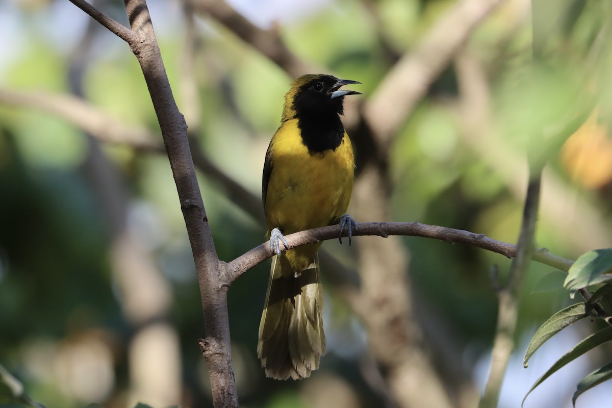 Bar-winged Oriole - ML596038911