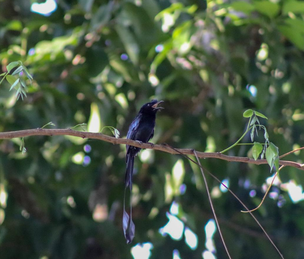 Greater Racket-tailed Drongo - ML596039551