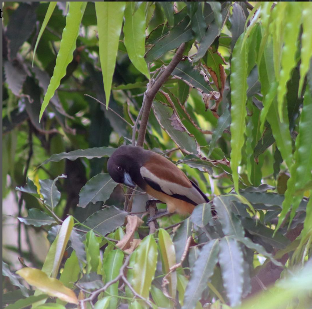 Rufous Treepie - ML596039581