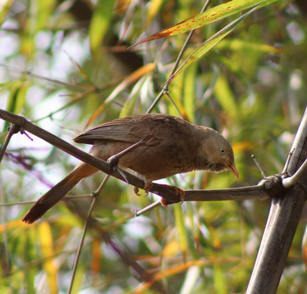 Jungle Babbler - ML596039661