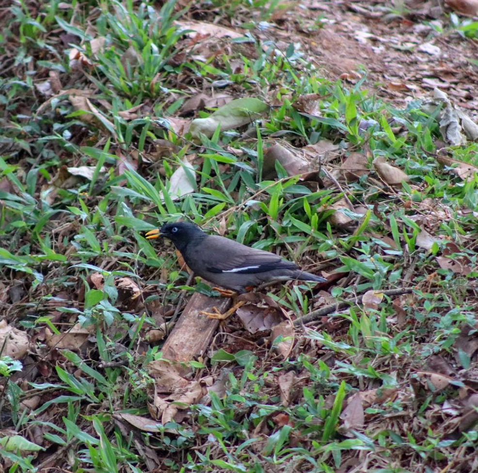 Jungle Myna - ML596039721