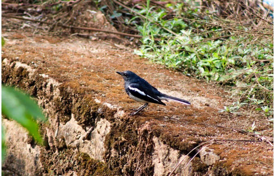 Oriental Magpie-Robin - ML596039751