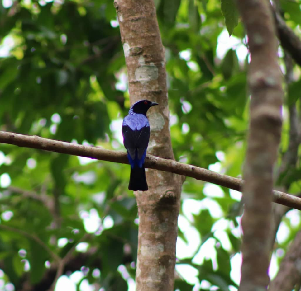 Asian Fairy-bluebird - ML596039871