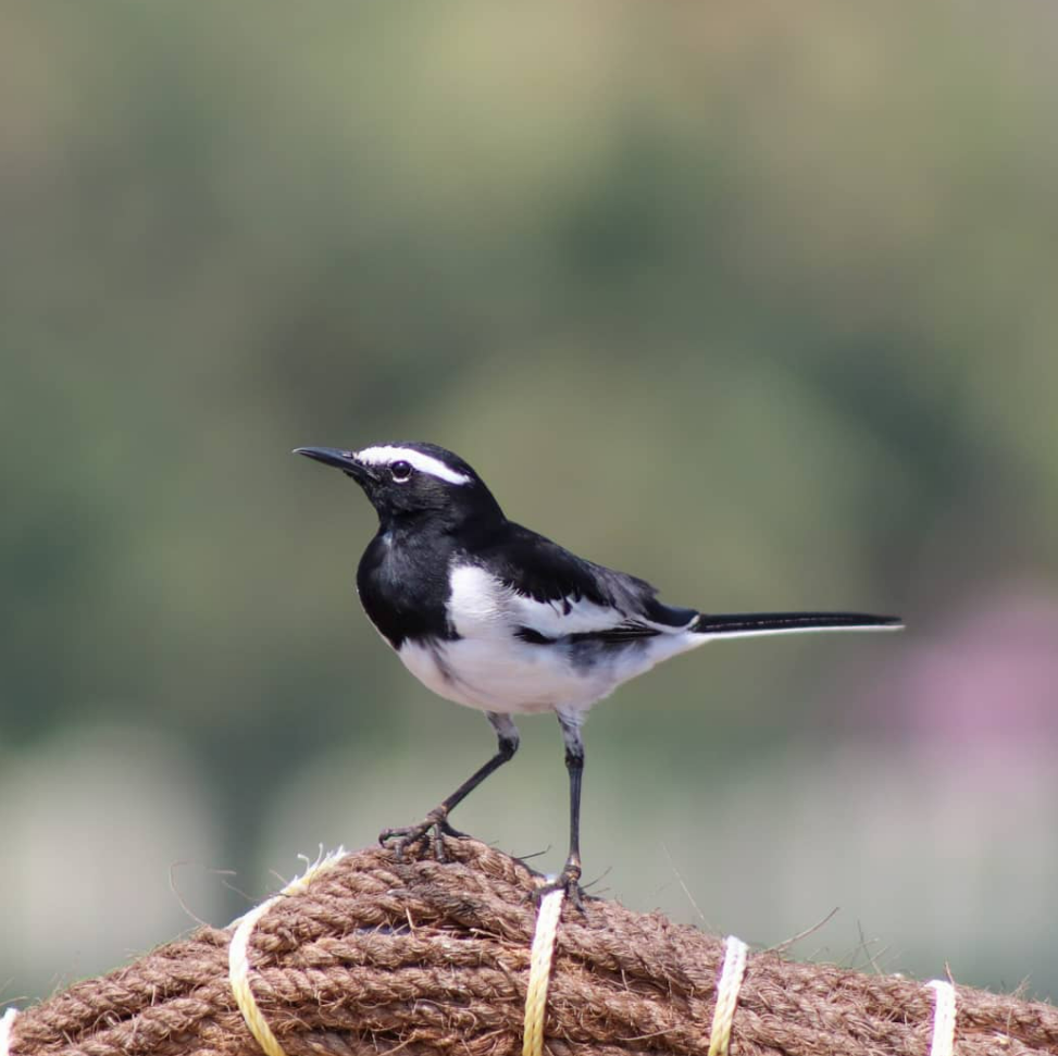 White-browed Wagtail - ML596039891
