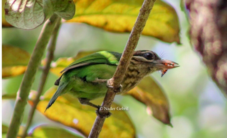 White-cheeked Barbet - ML596040191