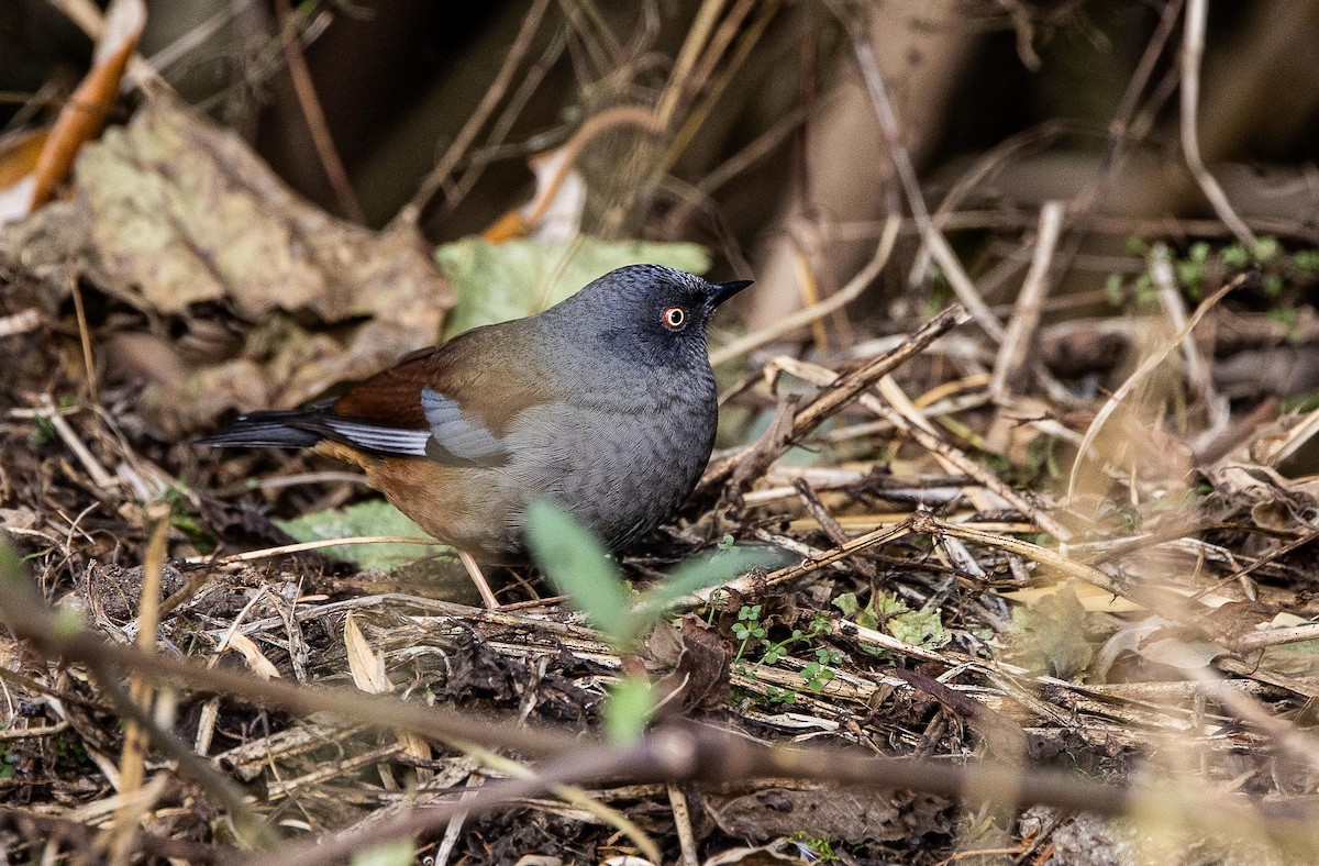 Maroon-backed Accentor - ML596040371