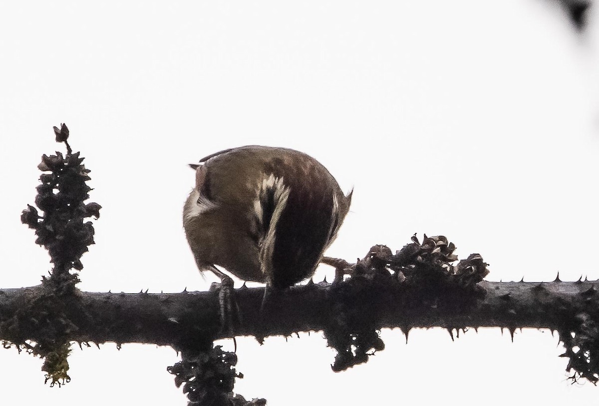 Rufous-winged Fulvetta - ML596040481