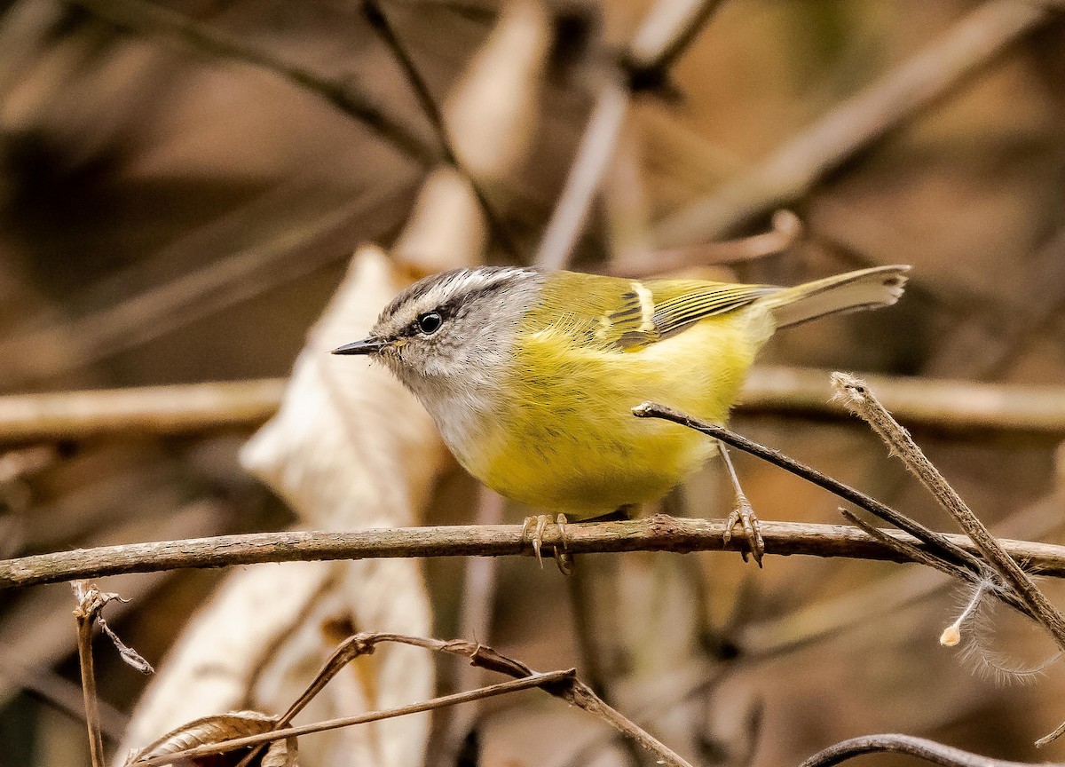 Ashy-throated Warbler - ML596040691