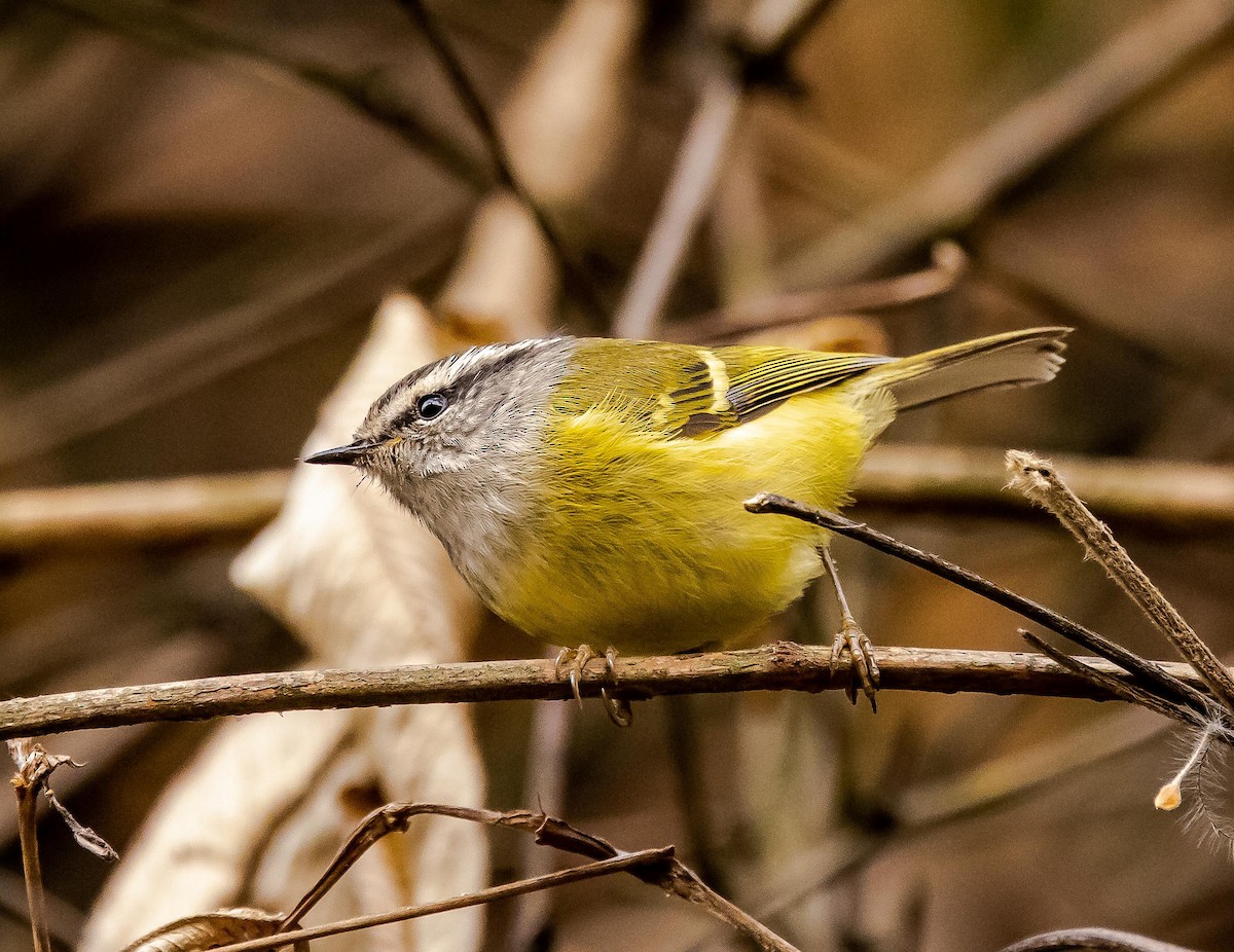 Ashy-throated Warbler - ML596040711