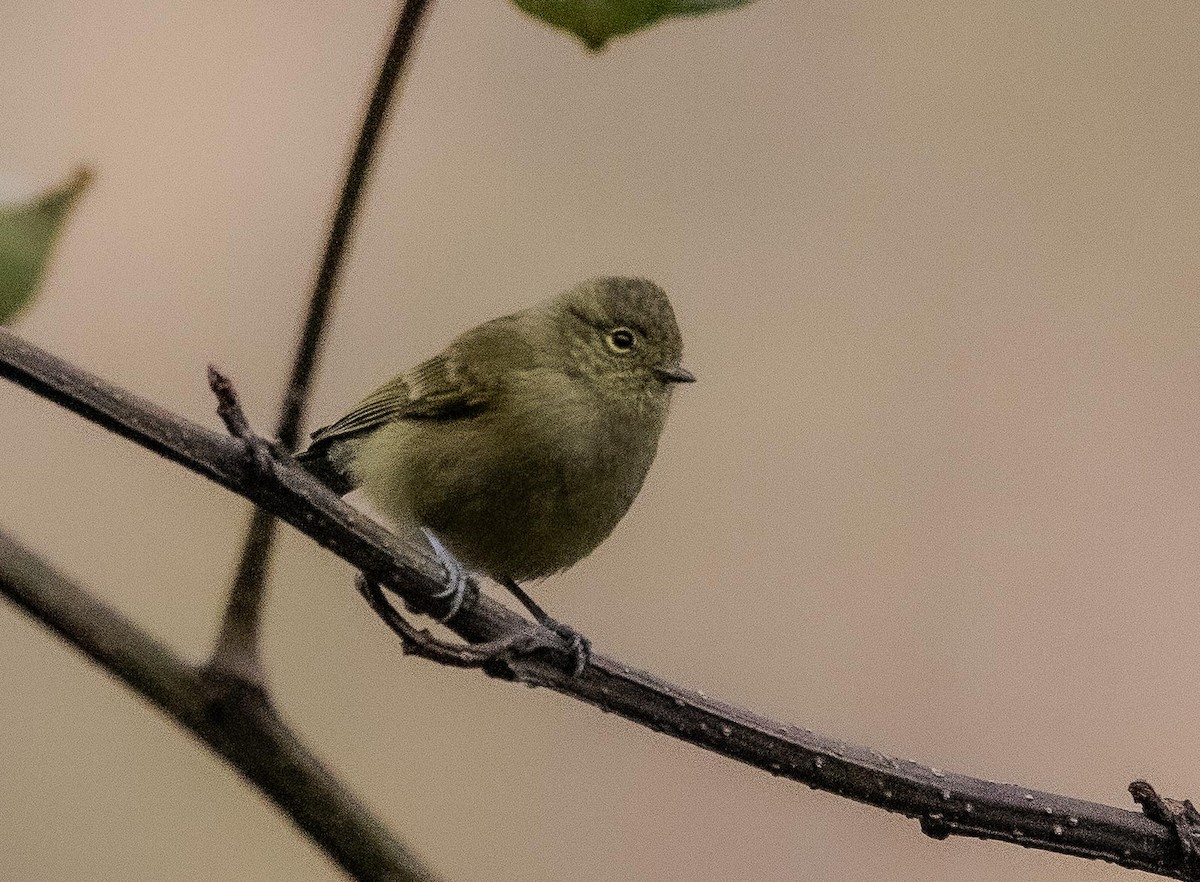 Yellow-browed Tit - ML596041111