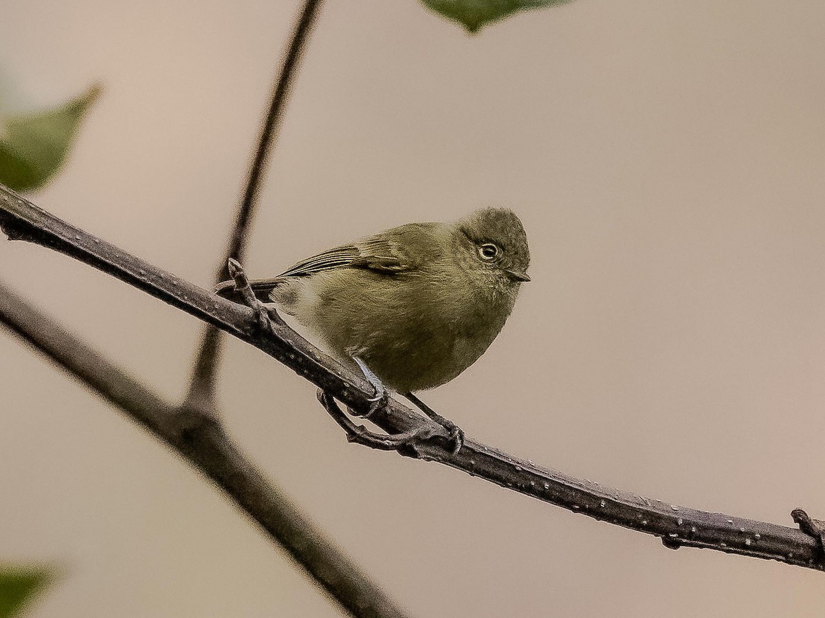Yellow-browed Tit - ML596041121