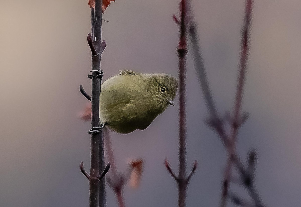 Yellow-browed Tit - Prabhakar T P