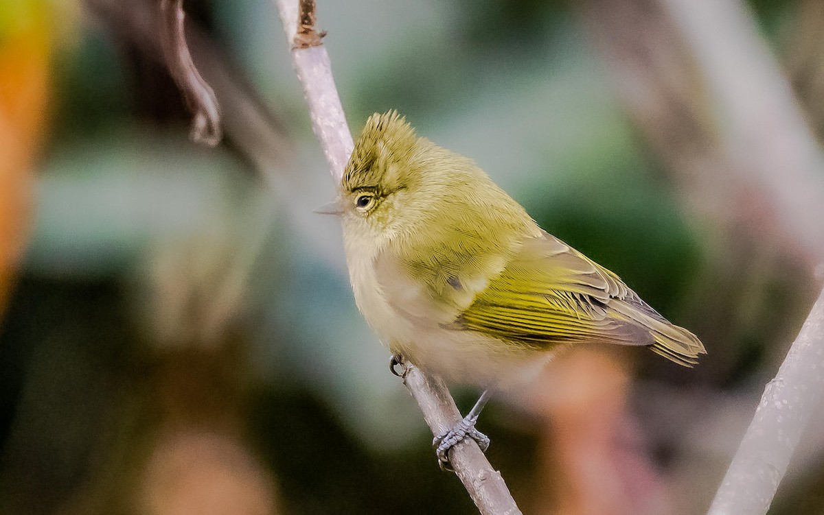 Yellow-browed Tit - ML596041221