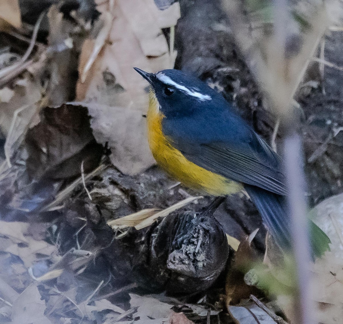 White-browed Bush-Robin - ML596041591