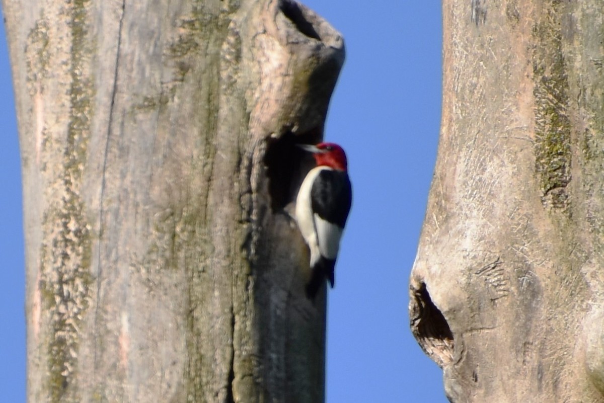 Red-headed Woodpecker - ML596043021
