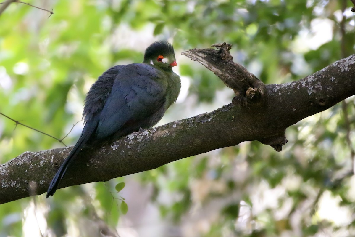 White-cheeked Turaco - ML596043111