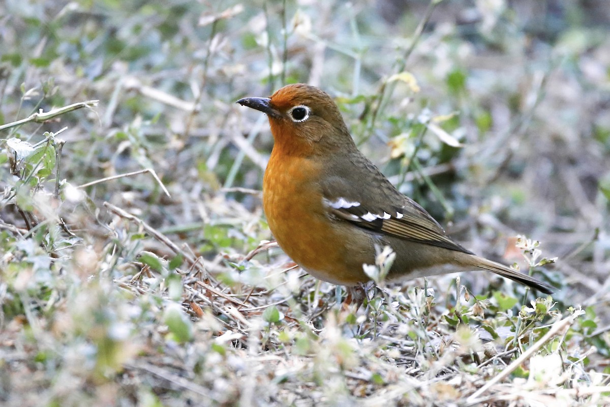 Abyssinian Ground-Thrush - ML596043261