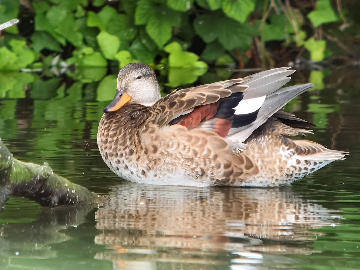 Gadwall - ML596043721