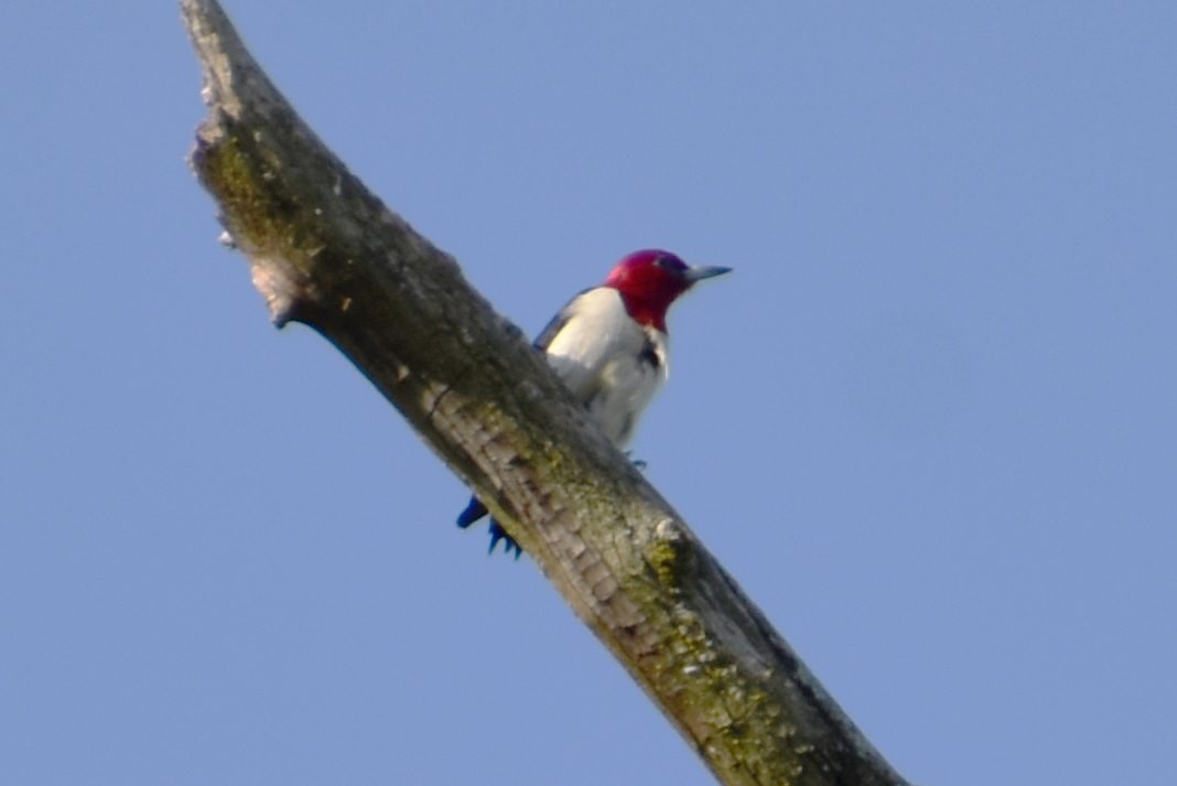 Red-headed Woodpecker - ML596043961