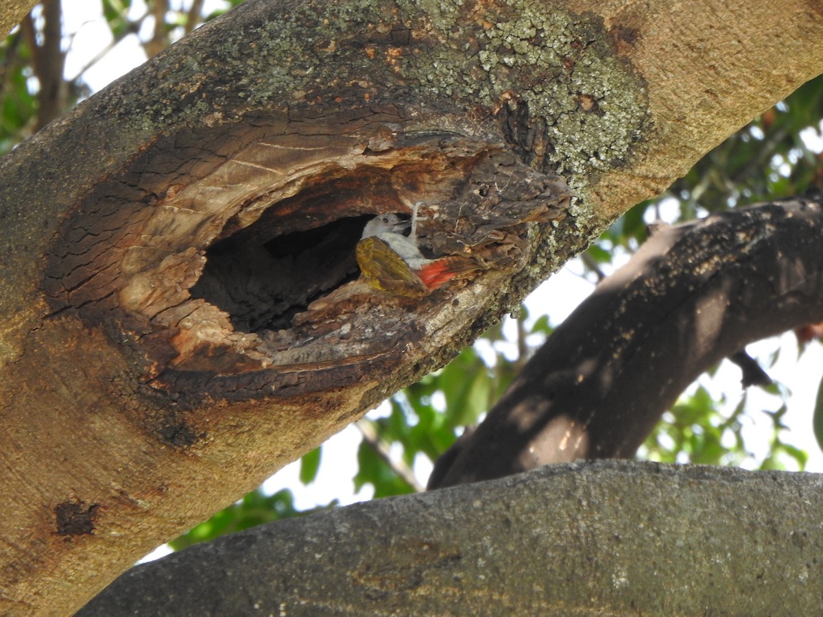 Mountain Gray Woodpecker - ML596045081